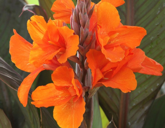 Canna ´Orange´