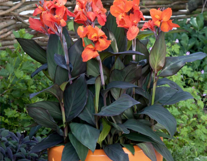 Canna ´Orange´