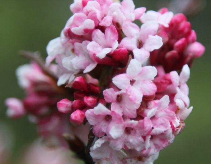 Wiburnum bodnana ´Dawn´