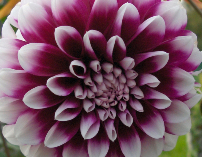 Dalia ´Edinburgh´