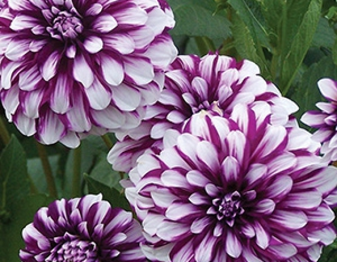 Dalia ´Edinburgh´