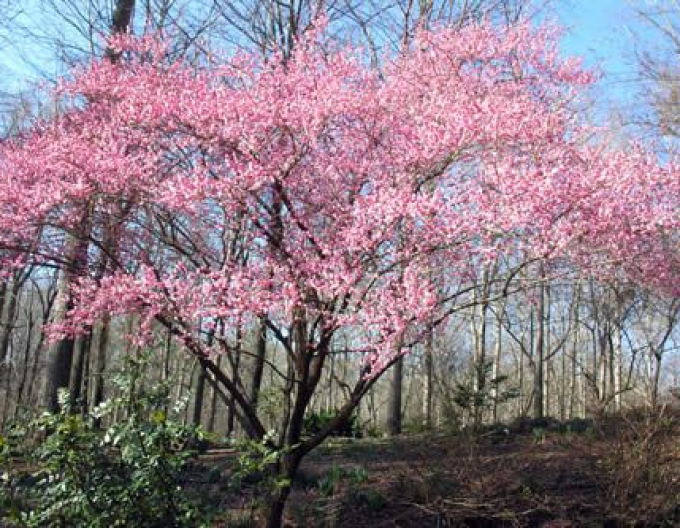 Wiburnum bodnana ´Dawn´