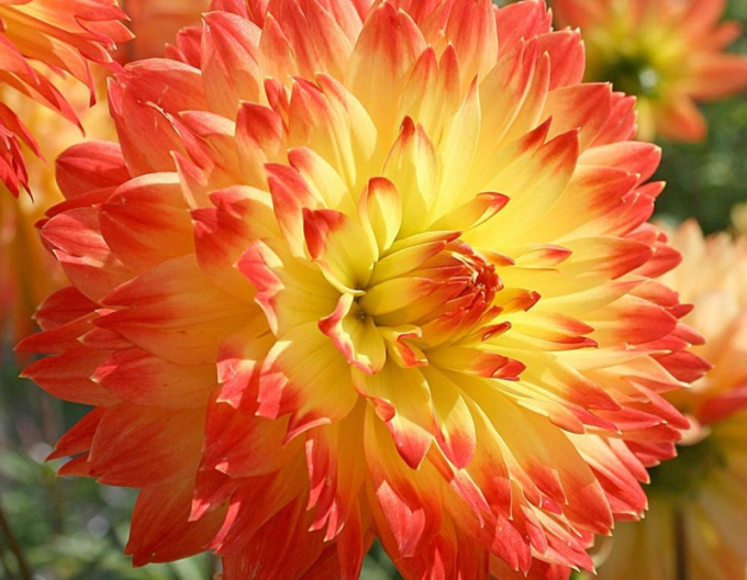 Dalia ´Procyon´