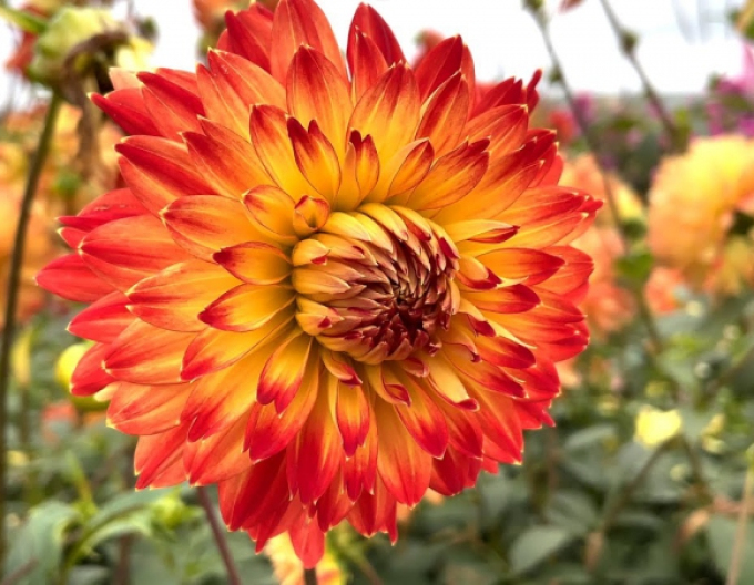 Dalia ´Procyon´