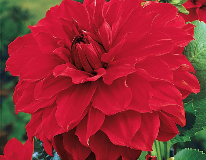 Dalia ´Garden Wonder´
