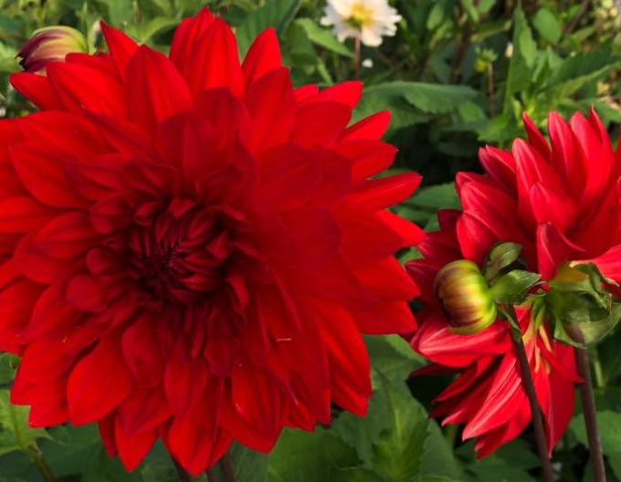 Dalia ´Garden Wonder´