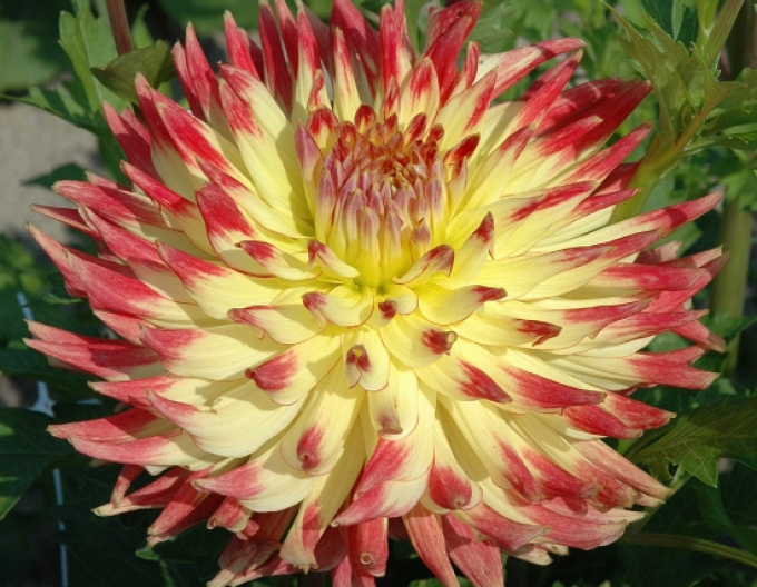 Dalia cactus ´Summer Breeze´