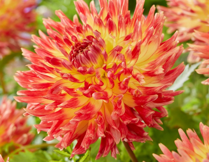 Dalia cactus ´Summer Breeze´