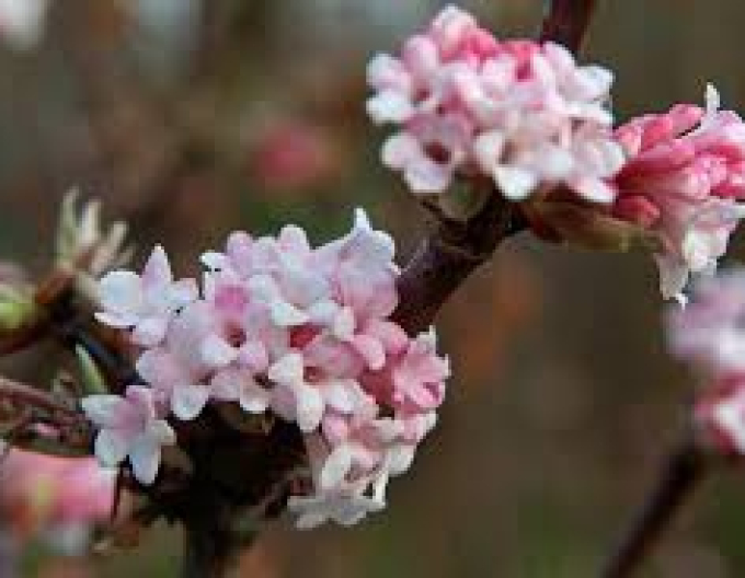 Wiburnum bodnana ´Dawn´