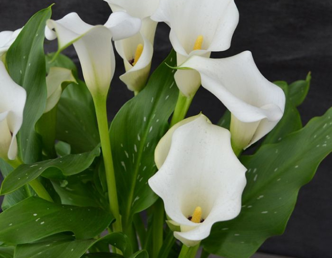 Cala ´White´
