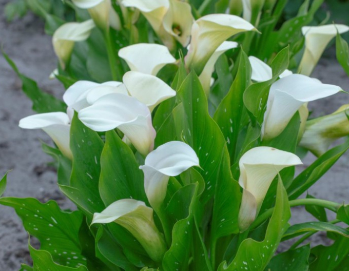 Cala ´White´