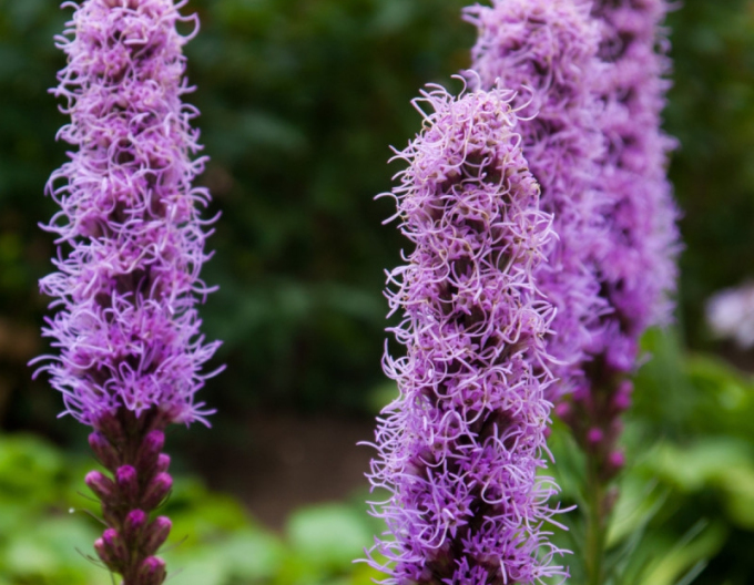 Răchițică Purple