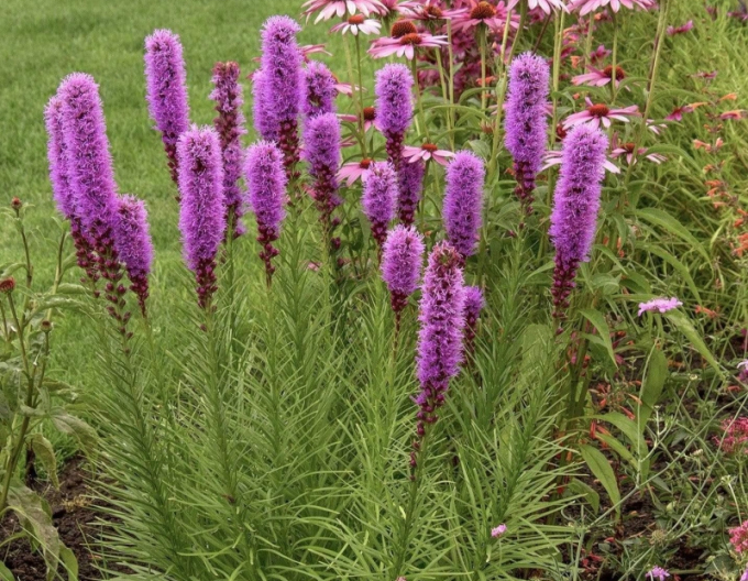 Răchițică Purple
