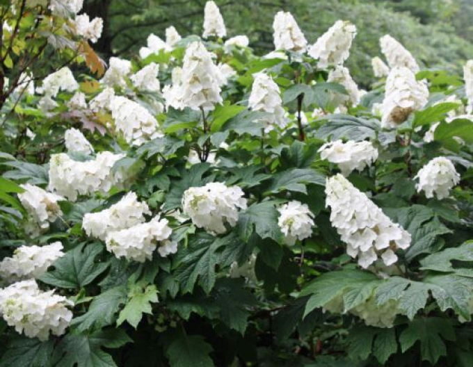 Hortensia cu frunze duble "Snow Giant