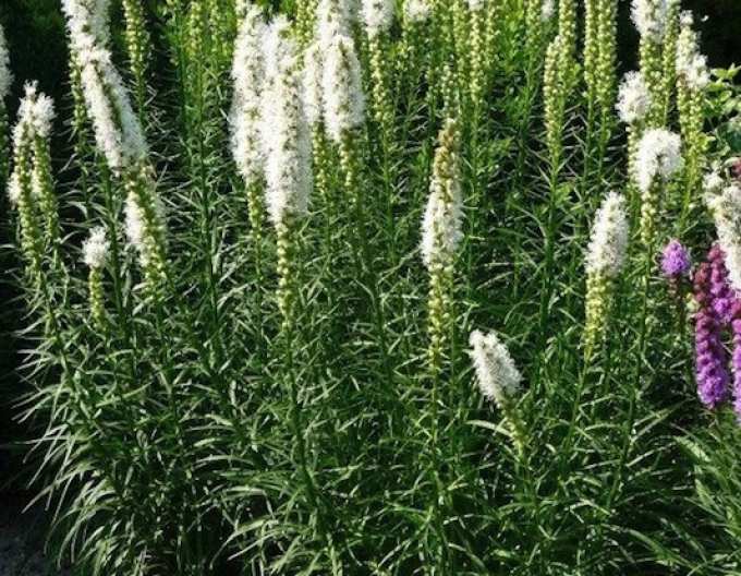 Răchițică ´White´