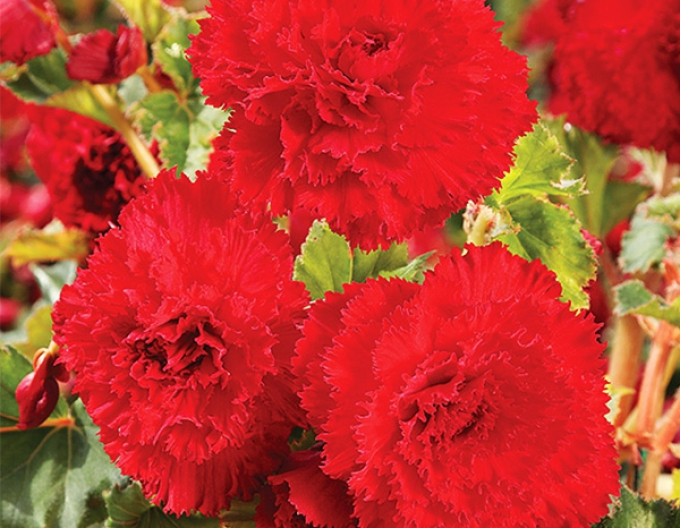 Begonia trepenita Red