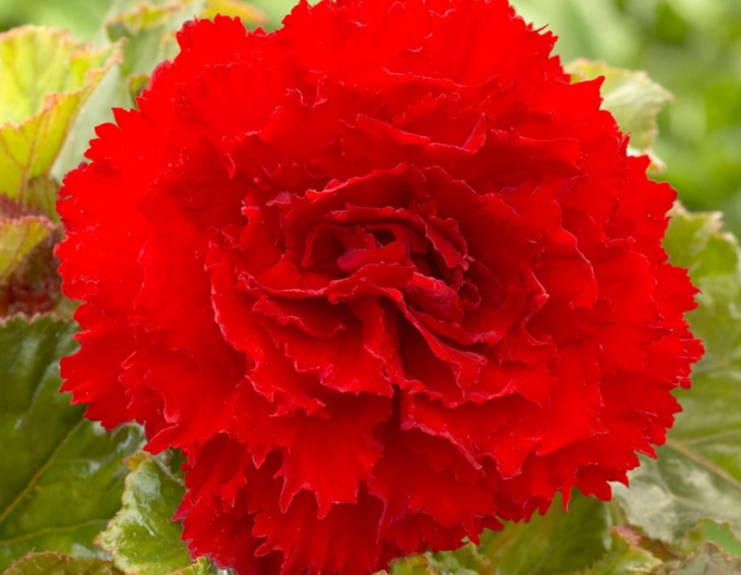 Begonia trepenita Red