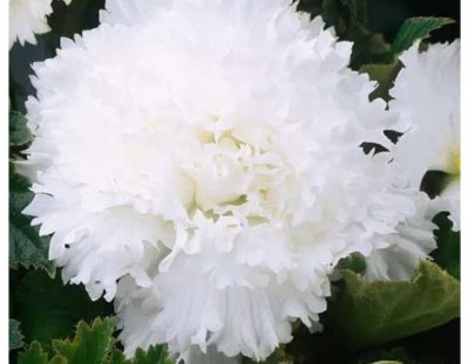 Begonia trepenita Albă