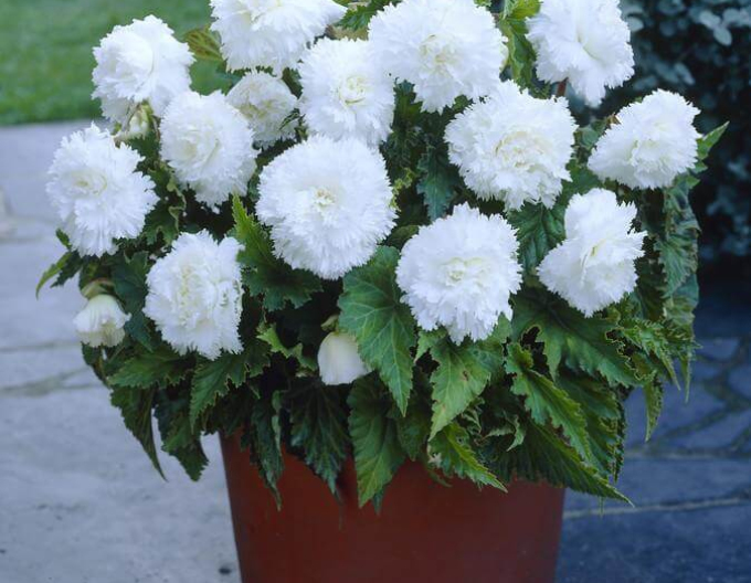 Begonia trepenita Albă