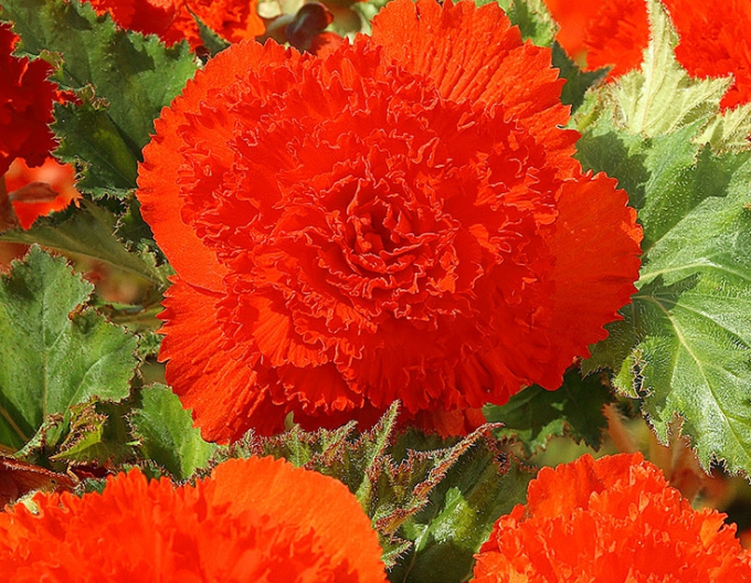 Begonia trepenita ´Orange´