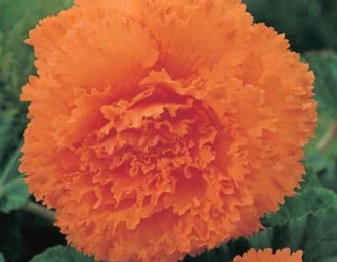 Begonia trepenita ´Orange´