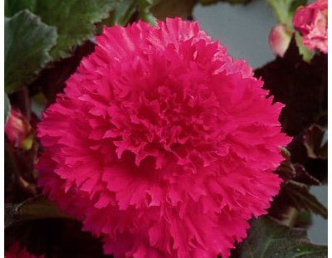 Begonia trepenita Roz