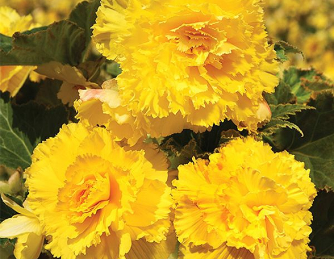 Begonia trepenita Galbenă