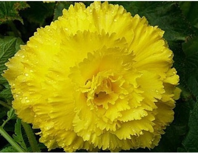 Begonia trepenita Galbenă