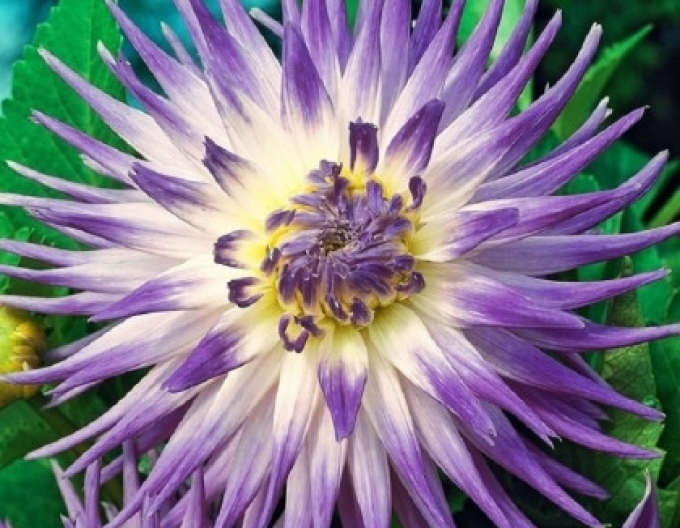 Dalia cactus ´Veritabil´