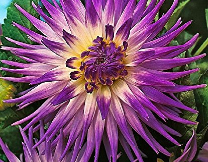 Dalia cactus ´Veritabil´