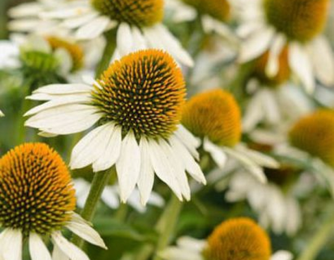 Echinacea ´White Swan´
