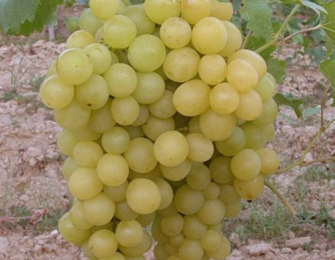 Viță de vie de masă ´Aletta´