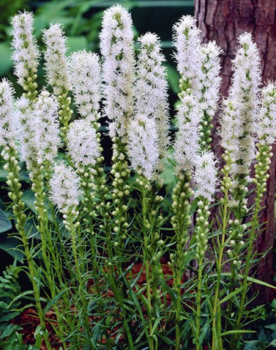 Liatra Floristan White