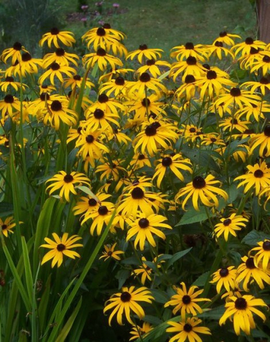 Rudbeckia ´Goldsturm´ 9x9