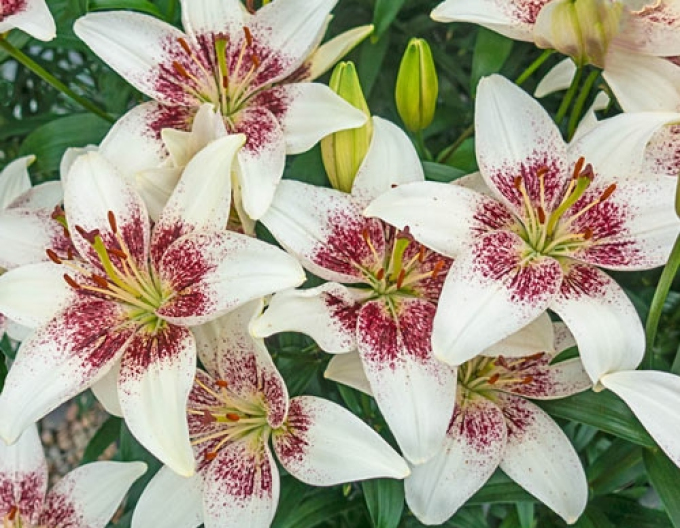 Crin asiatic bicolor ´Tribal Kiss´