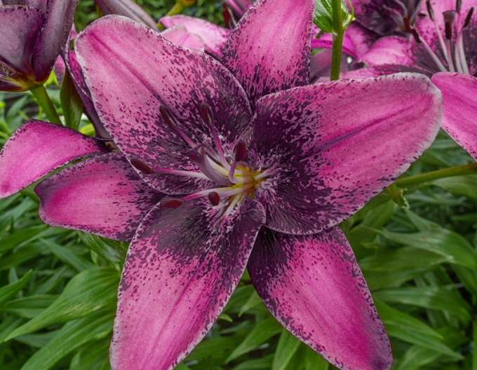 Crin asiatic bicolor Purple Dream