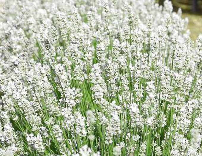 Lavanda "Aromatico Silver"