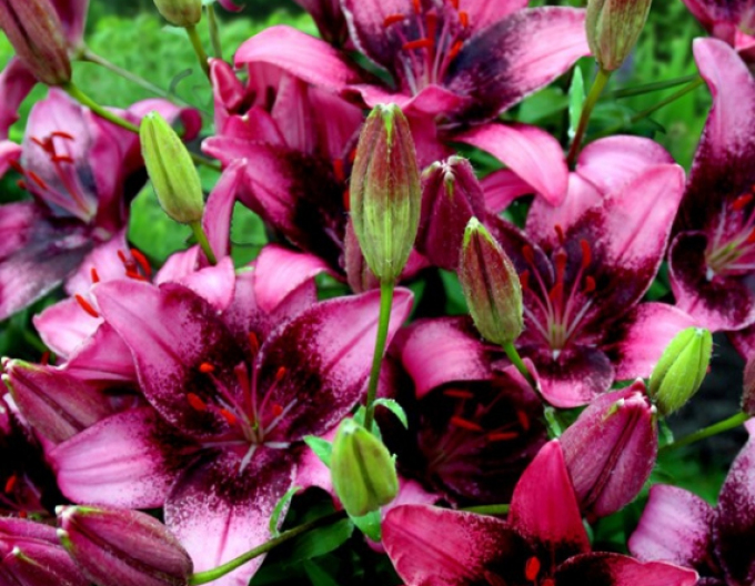 Crin asiatic bicolor Purple Dream