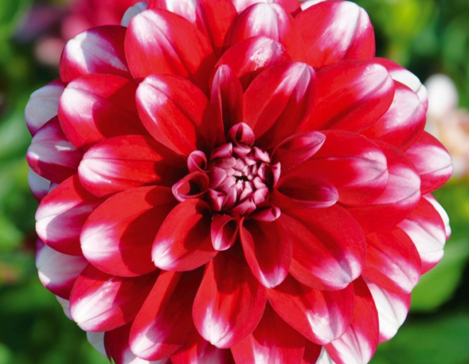 Dalia decorativă ´Jamaica´