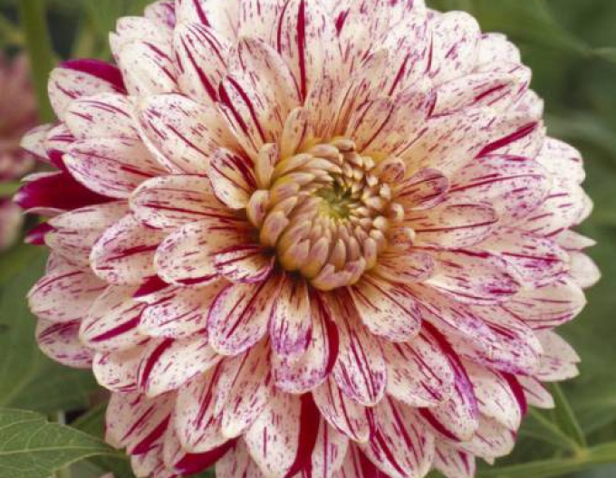 Dalia decorativă ´Smokey´