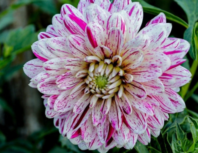 Dalia decorativă ´Smokey´