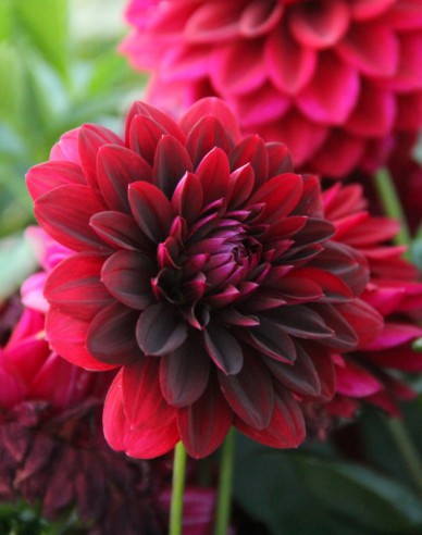Dalia decorative ´Arabian Night´
