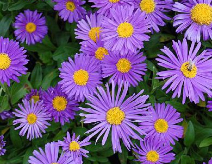 Astra alpina Violet