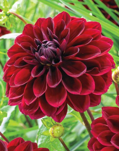 Dalia decorative ´Arabian Night´