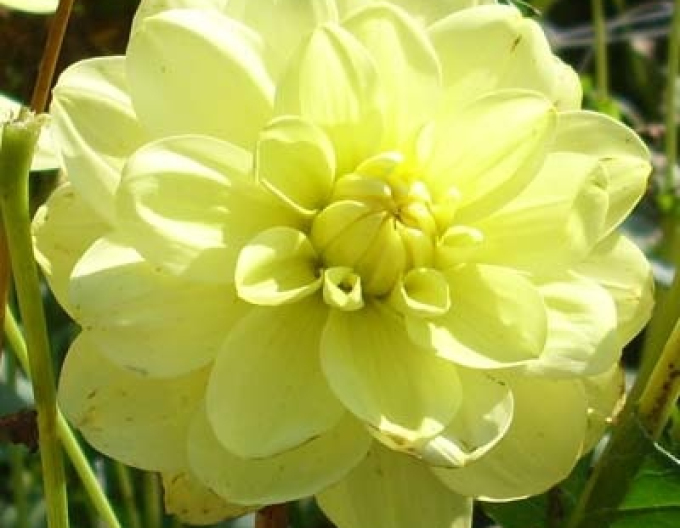 Dalia decorativă ´Gloria Van Heemstede´