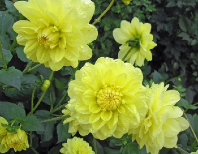 Dalia decorativă ´Gloria Van Heemstede´