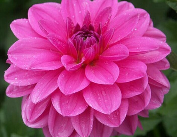 Dalia decorative ´Onesta´