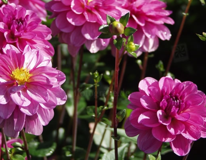 Dalia decorative ´Onesta´