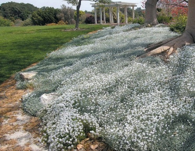 Cerastium