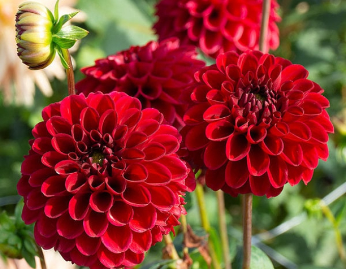 Dalia decorativă Red